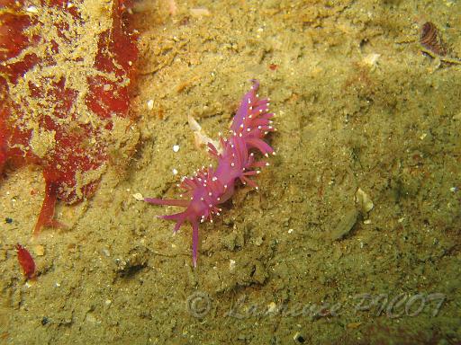 Coryphelle - Flabellina pedata 2.JPG - Mer de la manche - Cherbourg